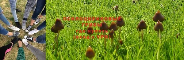 PSILOCYBIN Алзамай